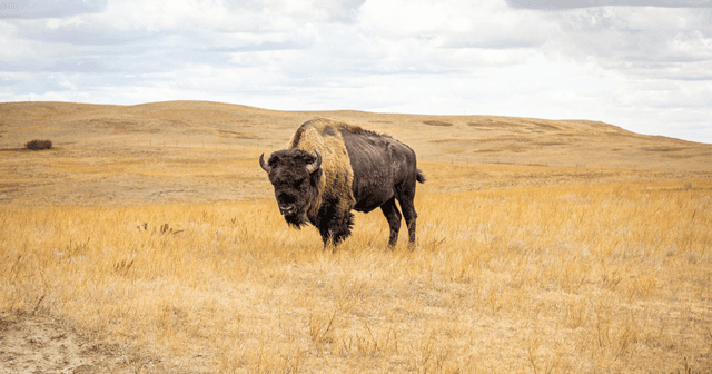 North Dakota landscape